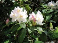 Rhododendron Park Graal-Mueritz 0001