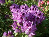 Rhododendron Park Graal-Mueritz 0021