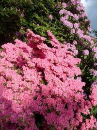 Rhododendron Park Graal-Mueritz 0041