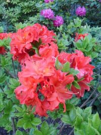 Rhododendron Park Graal-Mueritz 0061