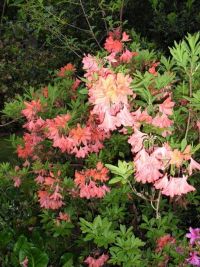 Rhododendron Park Graal-Mueritz 0311